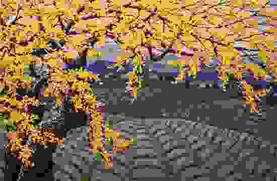 lavender-view-soe-soe-vart-space-ef-bc-8c-e9-a6-aclaxi-e4-ba-9e-ef-bc-8c-fang-e9-96-93-4204.jpg