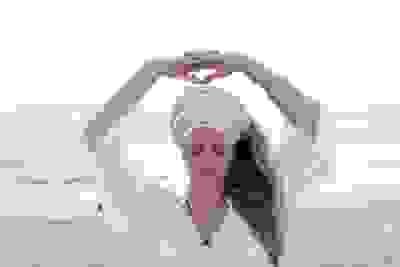 guru.jpg