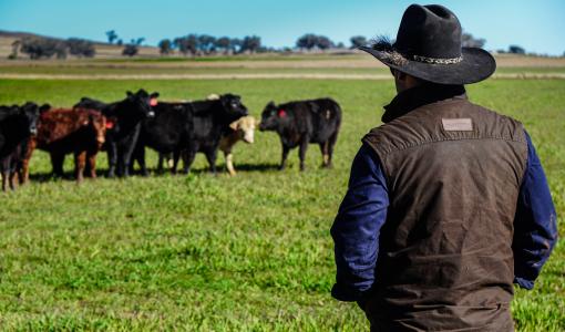Farmer’s Market - Hong Kong’s Number 1 Online Butcher Offers Hormone and Antibiotic Free Meat and Seafood to Hong Kong Households