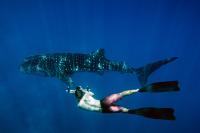 4_whale-shark.jpg