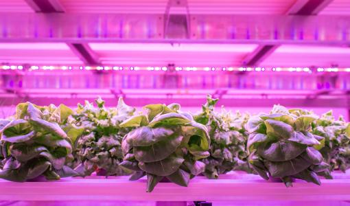 Netled Oy and Astwood Infrastructure collaborate to build Industrial scale vertical farms worldwide