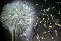 dandelion-001.jpg