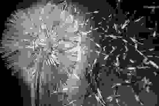 dandelion-001.jpg