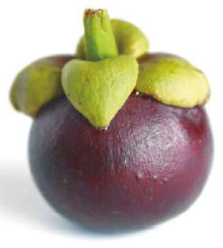 03mangosteen.png